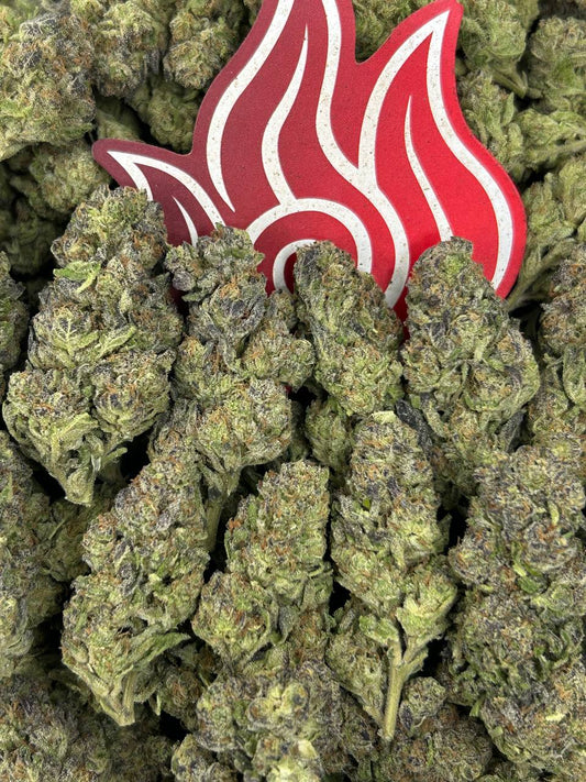 (#N-EB281) Gusherz 🧃