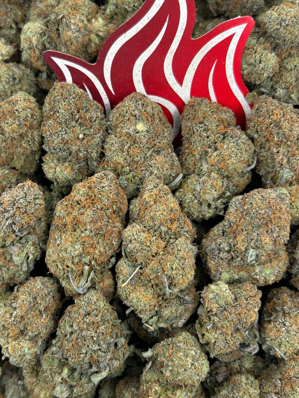 (#B-EA047) Bubba Gum 🫧