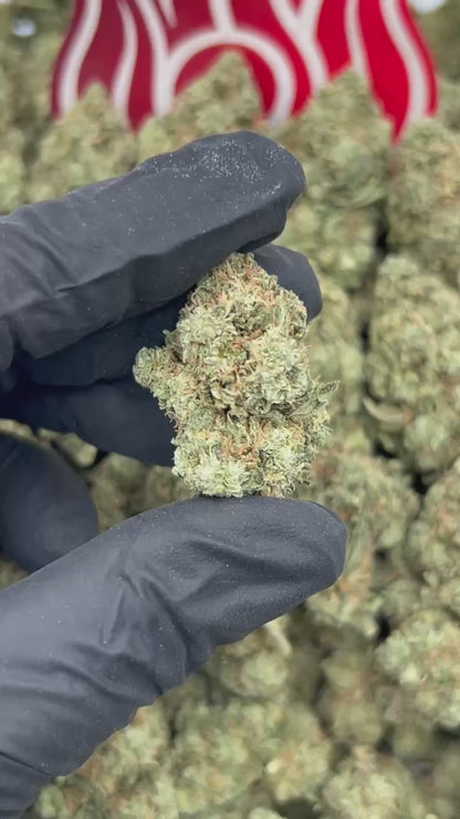(#B-EC013) Zour Jetfuel ⛽️