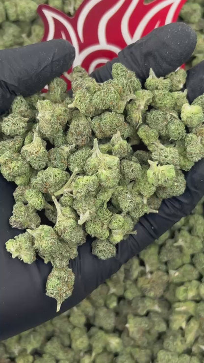 (#N-ECS329) Gelato Smalls 🍨