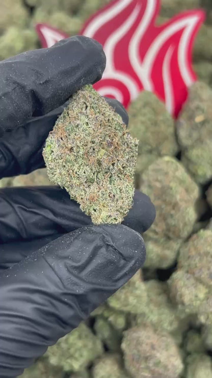 (#N-EA806) Guava Zartz 🍈