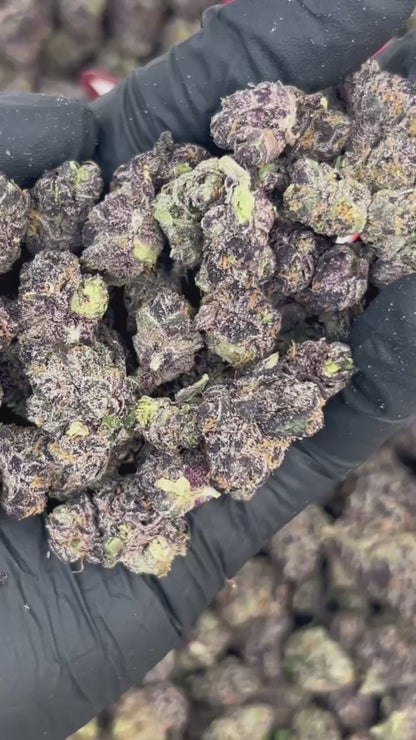 (#N-INS031) Zkittlez Mediums 🌈